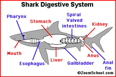 Digestive System - | Bull shark